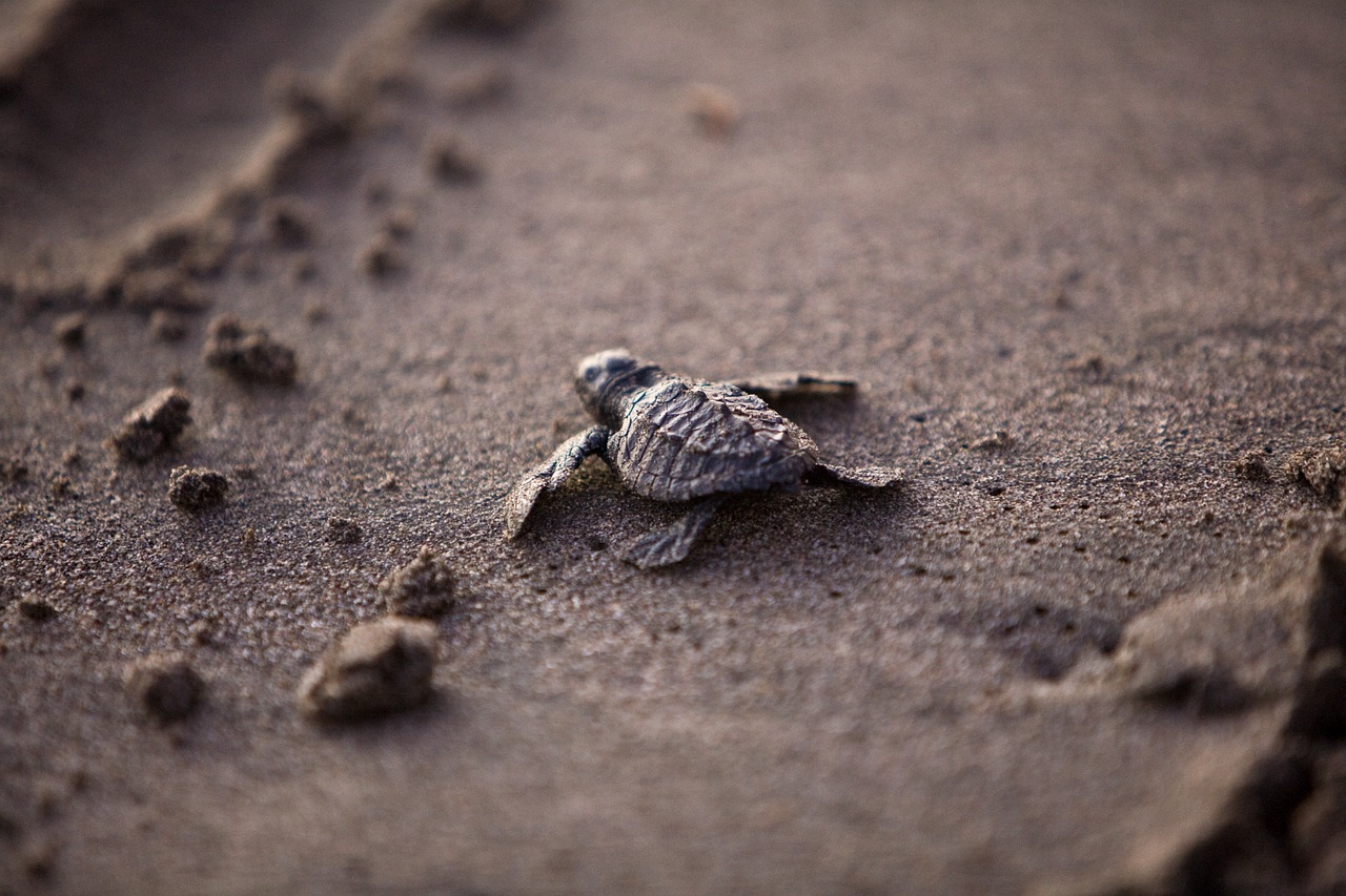 sea turtle